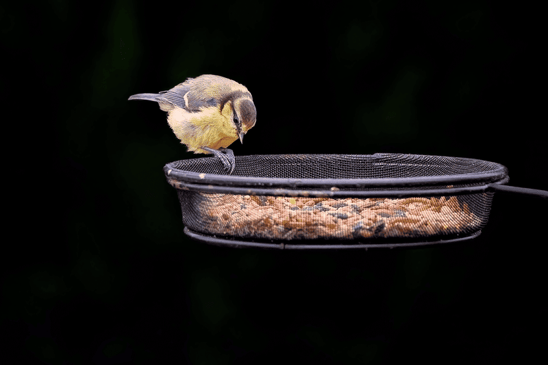 oiseau